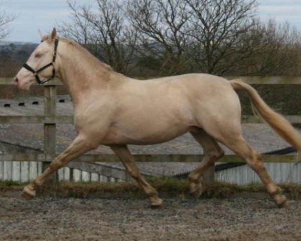 stallion Falko (Czech Warmblood, 2003, from Hurikan)