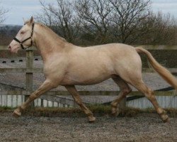 stallion Falko (Czech Warmblood, 2003, from Hurikan)