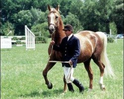 stallion Almhirt týnský (Czech Warmblood, 1979, from Almhirt-9)