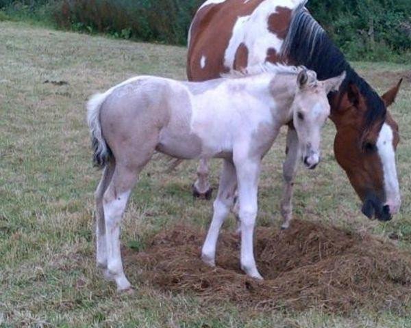 horse Custard (Roan Warmblood, 2012, from Falko)