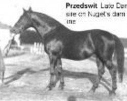 stallion Przedswit III-13 (Przedswit,  , from 165 Przedswit VII-4)