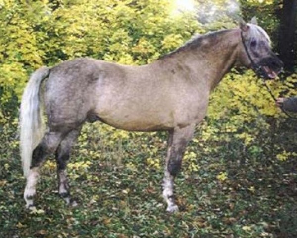 stallion Hurikan (Czech Warmblood, 1981, from Husar hrádecký)