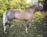 horse Hurikan (Czech Warmblood, 1981, from Husar hrádecký)