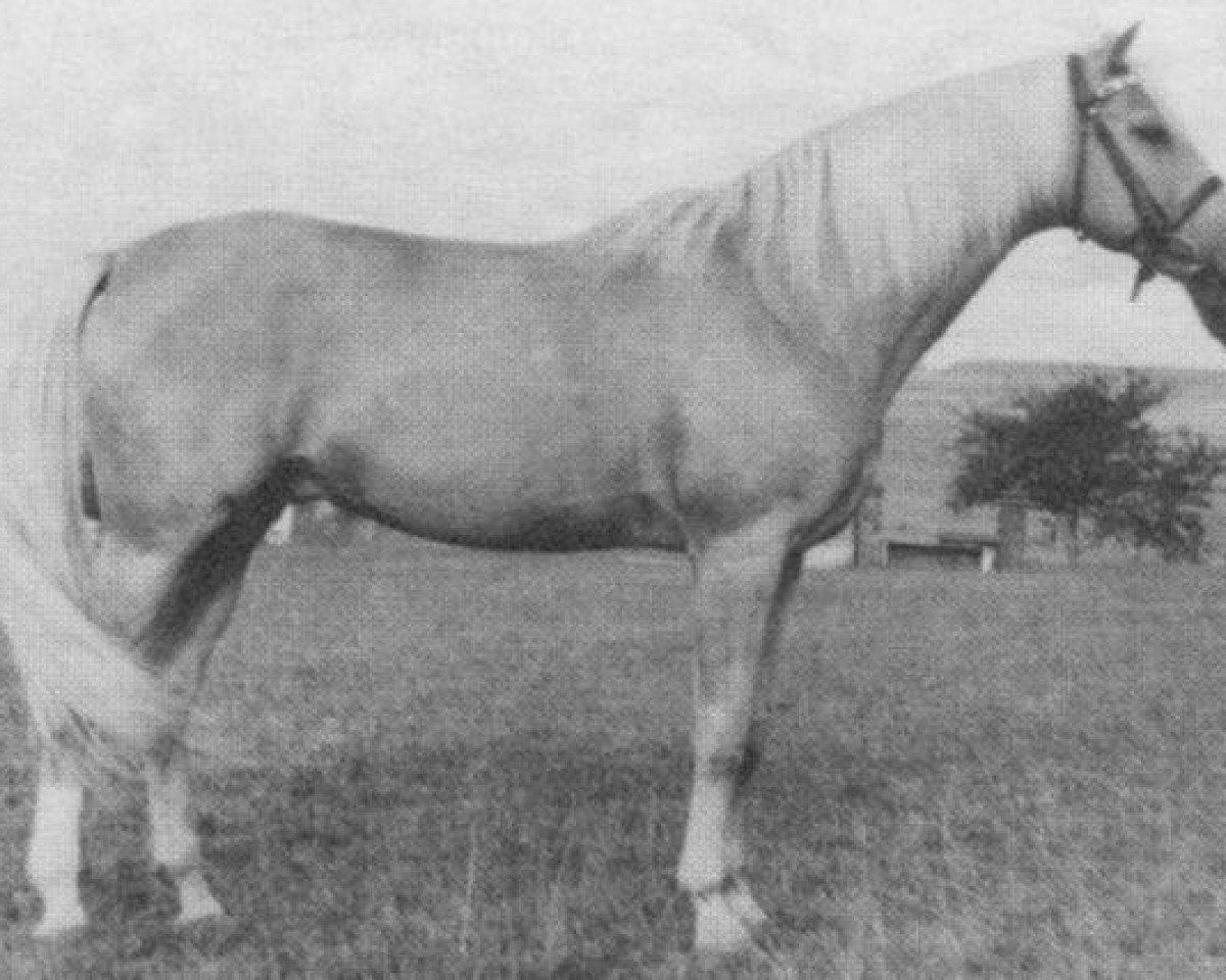 Deckhengst Husar (Tschechisches Warmblut, 1956, von Olin xx)