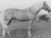 stallion Husar (Czech Warmblood, 1956, from Olin xx)