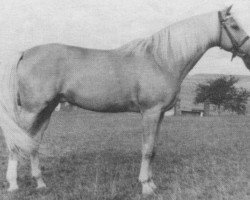 stallion Husar (Czech Warmblood, 1956, from Olin xx)