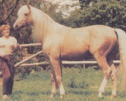 Deckhengst Husar hrádecký (Tschechisches Warmblut, 1970, von Husar)