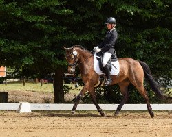 dressage horse Pav Shining Example (German Riding Pony, 2011, from Strahlemann)