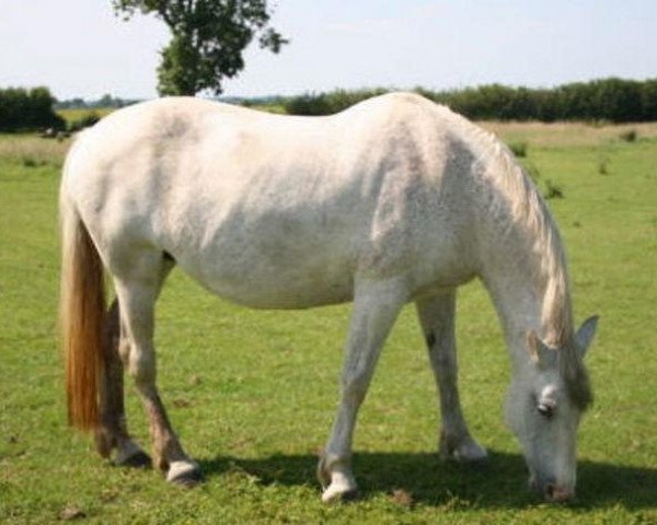 broodmare Diamond Pergola (Irish Sport Horse, 1992, from Diamond Rock)