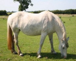 Zuchtstute Diamond Pergola (Irish Sport Horse, 1992, von Diamond Rock)