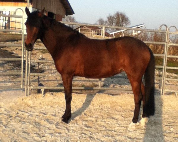 dressage horse Viwa (German Riding Pony, 2003, from Vivaldi)