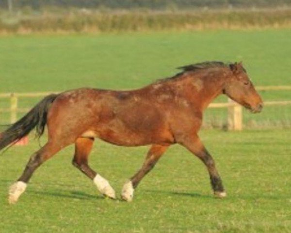 broodmare Gwyneth Star (Welsh Partbred, 1998)