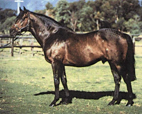 stallion Free State xx (Thoroughbred, 1973, from Hotfoot xx)