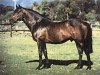 stallion Free State xx (Thoroughbred, 1973, from Hotfoot xx)