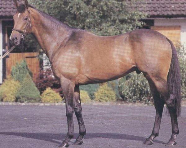 stallion Welsh Term xx (Thoroughbred, 1979, from Welsh Pageant xx)