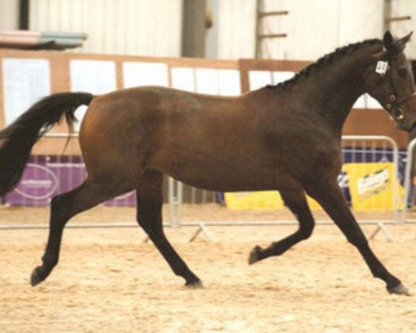 Springpferd Ashlan Shadowdancer (Großbritannien Warmblut, 2006, von Phanten)