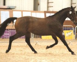 Springpferd Ashlan Shadowdancer (Großbritannien Warmblut, 2006, von Phanten)