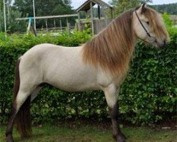 stallion Eidur vom Kronshof (Iceland Horse, 2007, from Fannar fra Kvistum)