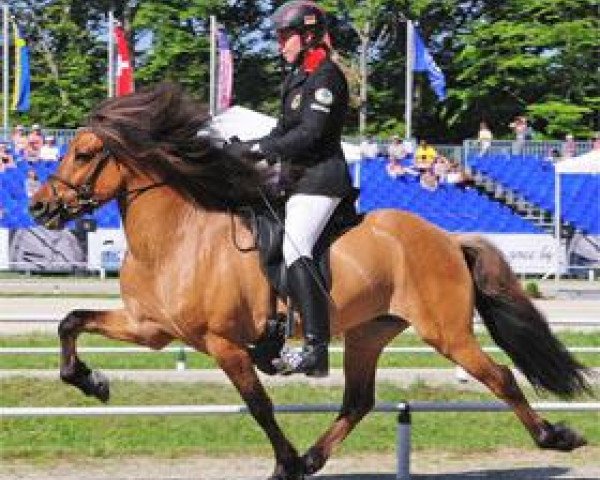 Pferd Bjartur vom Hof Osterkamp (Islandpferd, 2005, von Jonas von Birkenlund)