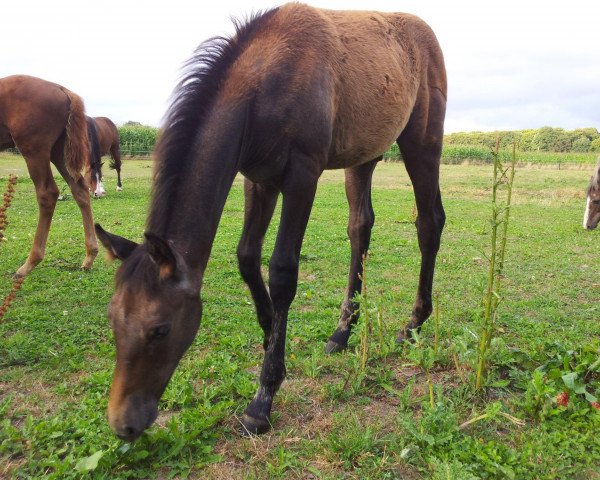 stallion Private F. (Westphalian, 2013, from Priano)