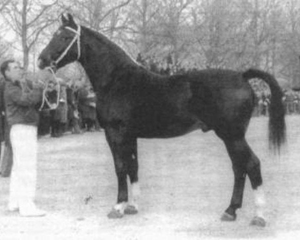 stallion Senner (Groningen, 1960, from Sinaeda)