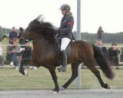 stallion Fannar fra Kvistum (Iceland Horse, 2003, from Nagli frá Þúfu í Landeyjum)