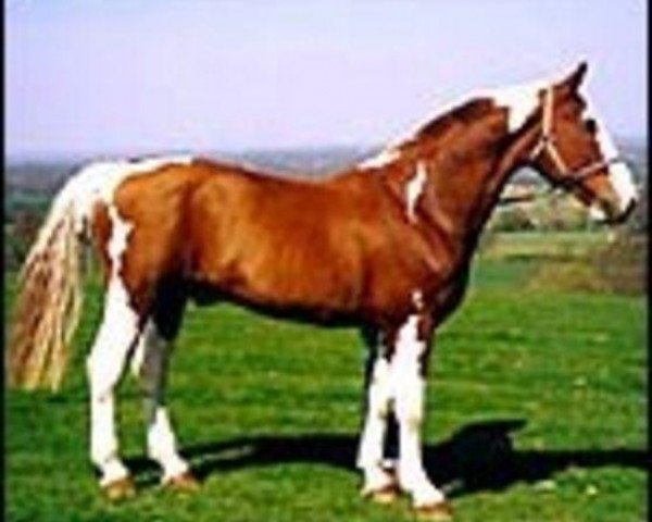 Deckhengst Mars (British Sport Horse, 1983, von Jupiter)