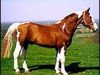 stallion Mars (British Sport Horse, 1983, from Jupiter)