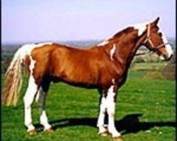 stallion Mars (British Sport Horse, 1983, from Jupiter)