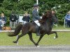 stallion Teigur vom Kronshof (Iceland Horse, 2002, from Otur frá Sauðárkróki)