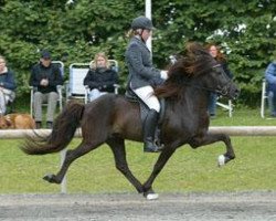 stallion Teigur vom Kronshof (Iceland Horse, 2002, from Otur frá Sauðárkróki)