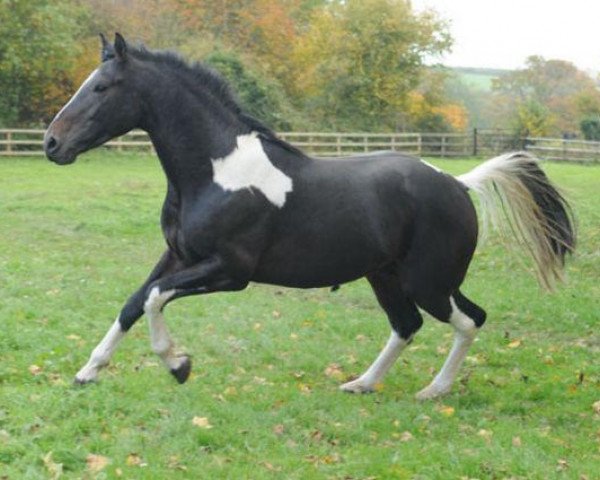 Springpferd Ashlan Libretto (Großbritannien Warmblut, 2006, von Phanten)