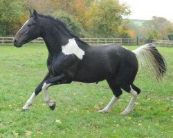 jumper Ashlan Libretto (UK Warmblood, 2006, from Phanten)