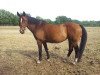 broodmare Ribana (Westphalian, 1995, from Rex Fritz)