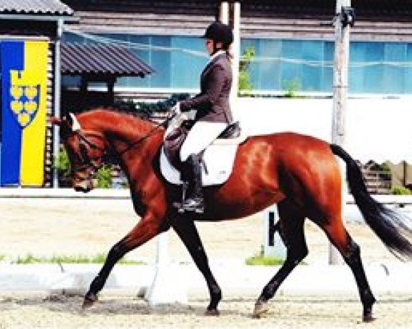 broodmare Coconut Kiss (German Sport Horse, 2008, from Canterbury)