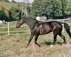 Pferd Dream Cheri (Westfale, 1995, von Dream of Glory)