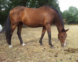 broodmare Claryssa-W (Swiss Warmblood, 1995, from Calando II)