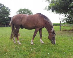 horse Clown 11 (German Riding Pony, 1991, from Croupier)