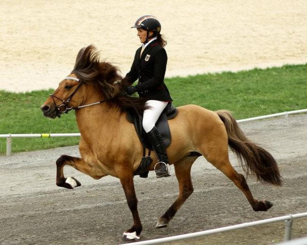 stallion Merkur von Birkenlund (Iceland Horse, 2001, from Leikur frá Lækjarbotnum)