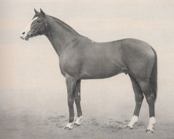 stallion Alizier xx (Thoroughbred, 1947, from Téléférique xx)