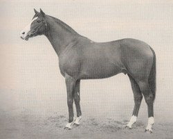 stallion Alizier xx (Thoroughbred, 1947, from Téléférique xx)