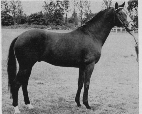 stallion Nautilus xx (Thoroughbred, 1956, from Alizier xx)