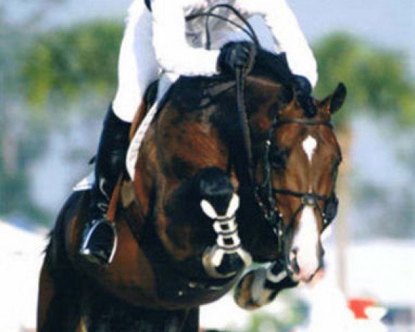 stallion Lester (Dutch Warmblood, 1993, from Lancer II)