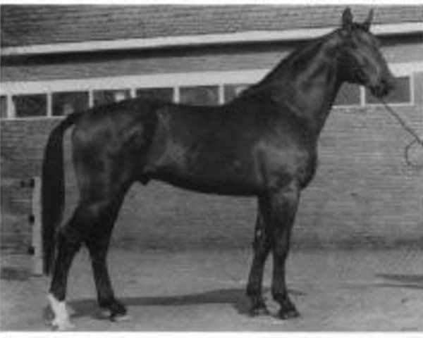 stallion Wendland I (Hanoverian, 1974, from Wendekreis)