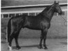 stallion Wendland I (Hanoverian, 1974, from Wendekreis)
