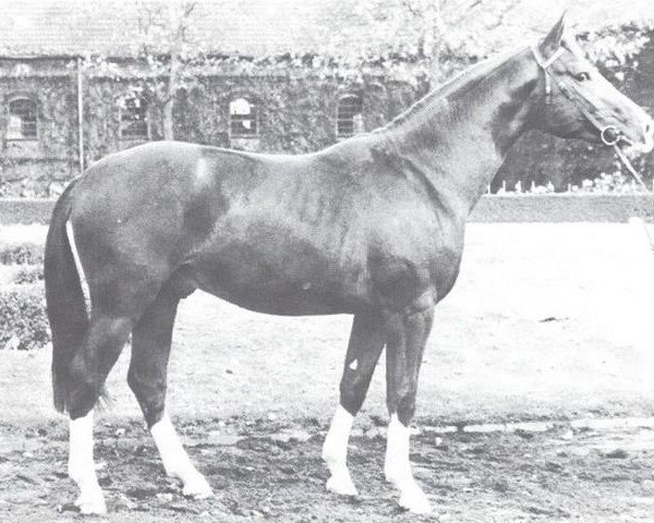 stallion Waldersee (Hanoverian, 1975, from Waldmeister)