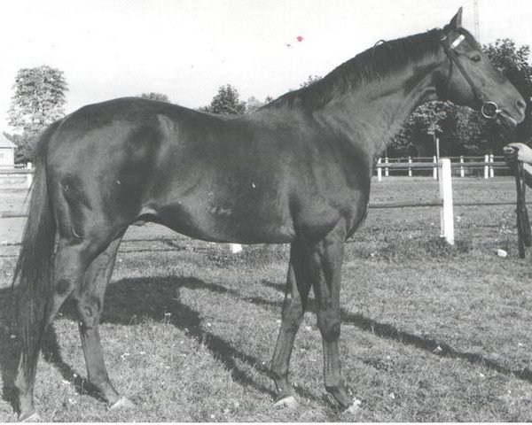 stallion Arato xx (Thoroughbred, 1956, from Madjar xx)