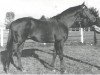 stallion Arato xx (Thoroughbred, 1956, from Madjar xx)