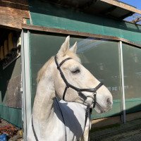 jumper Buenos Aires VDL (KWPN (Royal Dutch Sporthorse), 2006, from Indorado)