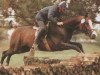 stallion Armani (Hanoverian, 1983, from Artwig)